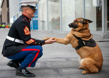 Собаку, потерявшую лапу во время службы в Афганистане, наградили медалью