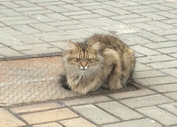 В Белгороде появился кот «Хатико», который ждет своего хозяина целый год