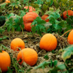 Попробуйте найти голую девушку на фотографии