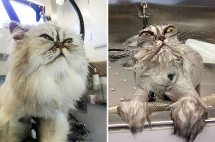 Фотография: 15 уморительных фотографий о том, как животные ненавидят мыться №1 - BigPicture.ru