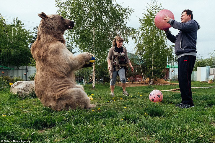 Фотография: Большой, плюшевый, твой: история медведя Степана, который живет в российской семье №12 - BigPicture.ru
