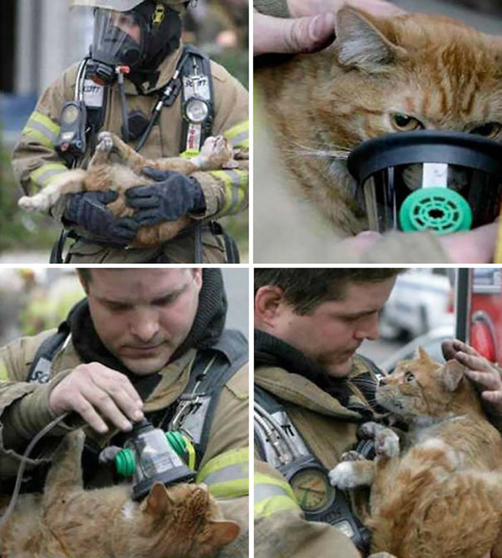 Фотография: Отважные пожарные, рискнувшие жизнью ради спасения животных №12 - BigPicture.ru