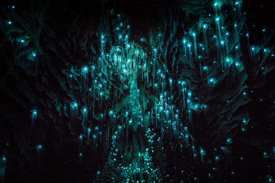 Фотография: Фотограф снял звездное небо из светлячков в новозеландской пещере №2 - BigPicture.ru