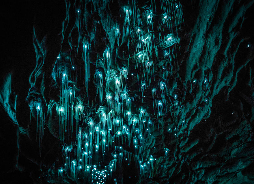 Фотография: Фотограф снял звездное небо из светлячков в новозеландской пещере №12 - BigPicture.ru