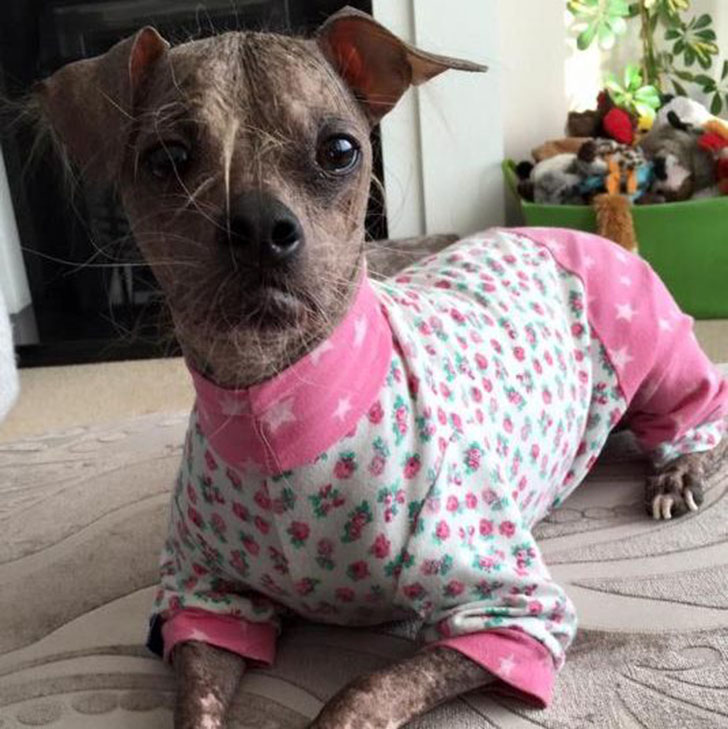 Фотография: Самый уродливый пес в мире признан героем за помощь людям с инвалидностью №3 - BigPicture.ru