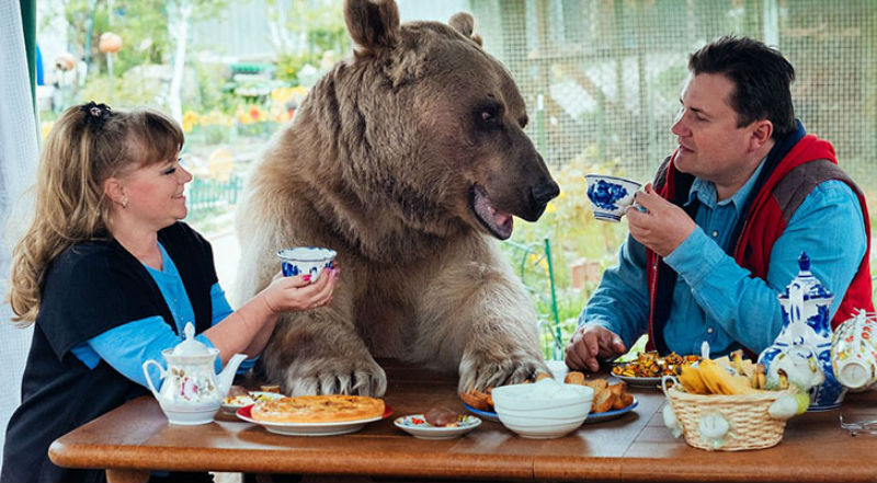 Фотография: Большой, плюшевый, твой: история медведя Степана, который живет в российской семье №1 - BigPicture.ru