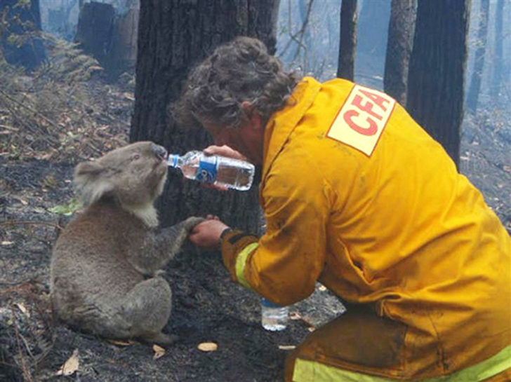 Фотография: Отважные пожарные, рискнувшие жизнью ради спасения животных №2 - BigPicture.ru