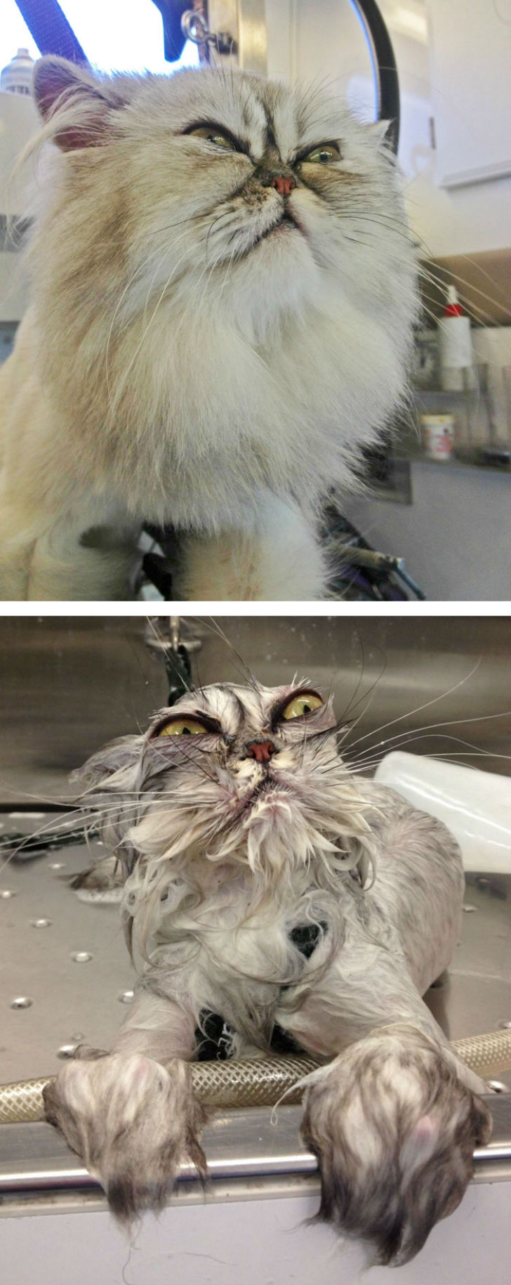 Фотография: 15 уморительных фотографий о том, как животные ненавидят мыться №2 - BigPicture.ru