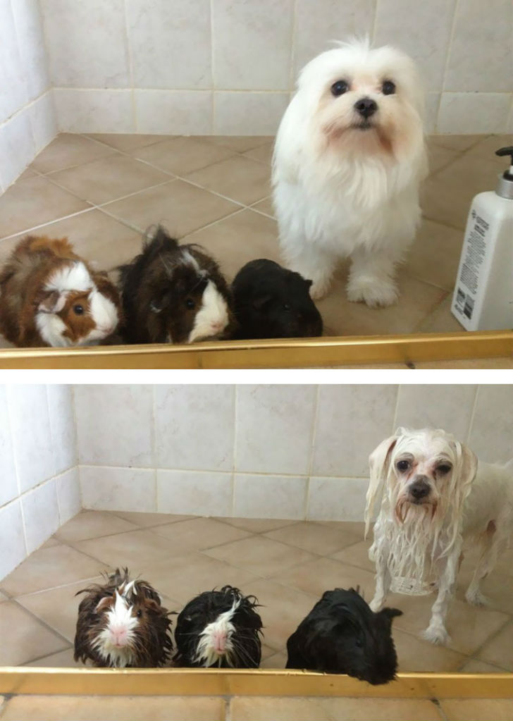 Фотография: 15 уморительных фотографий о том, как животные ненавидят мыться №4 - BigPicture.ru