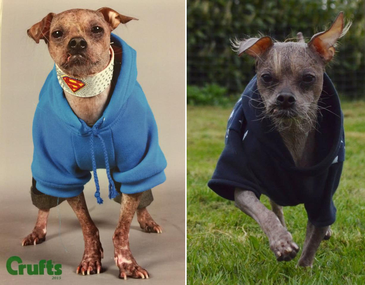 Фотография: Самый уродливый пес в мире признан героем за помощь людям с инвалидностью №2 - BigPicture.ru