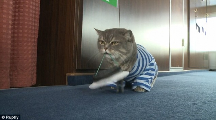 Фотография: Замурчательный речной круиз с котом за штурвалом №9 - BigPicture.ru