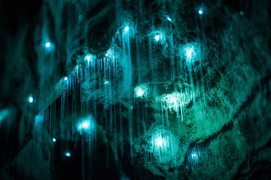 Фотография: Фотограф снял звездное небо из светлячков в новозеландской пещере №4 - BigPicture.ru