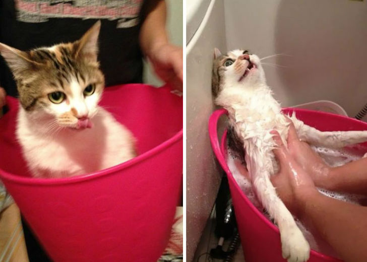 Фотография: 15 уморительных фотографий о том, как животные ненавидят мыться №7 - BigPicture.ru