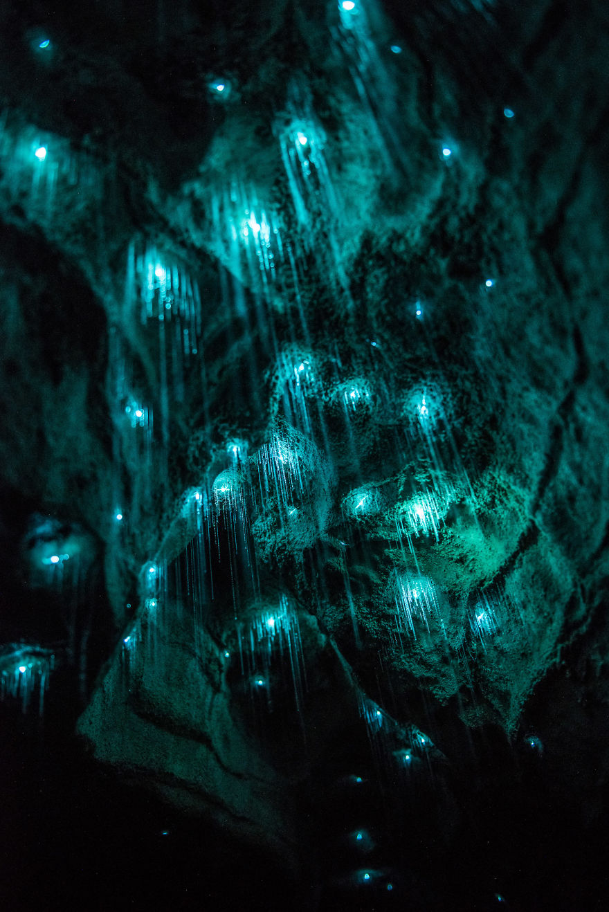 Фотография: Фотограф снял звездное небо из светлячков в новозеландской пещере №8 - BigPicture.ru