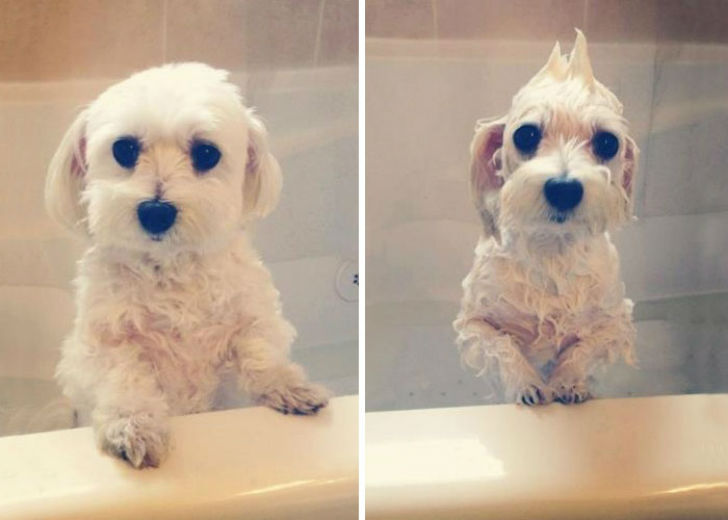 Фотография: 15 уморительных фотографий о том, как животные ненавидят мыться №9 - BigPicture.ru