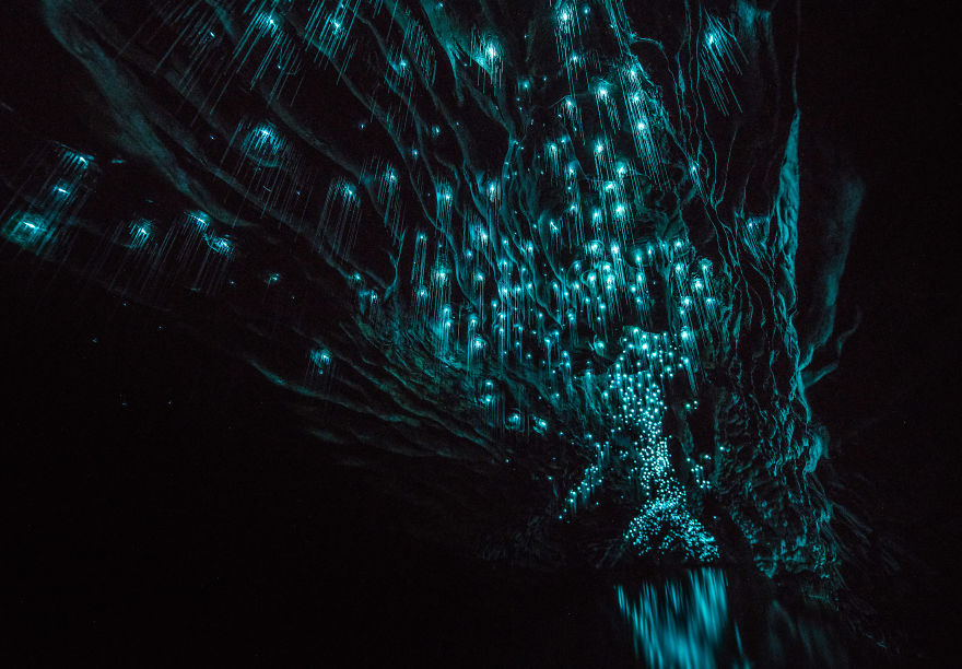 Фотография: Фотограф снял звездное небо из светлячков в новозеландской пещере №9 - BigPicture.ru