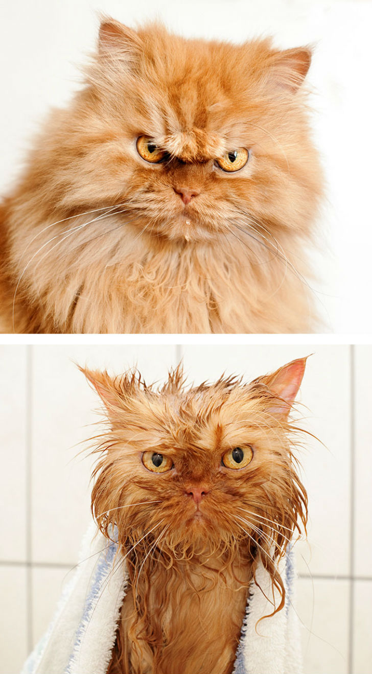 Фотография: 15 уморительных фотографий о том, как животные ненавидят мыться №10 - BigPicture.ru