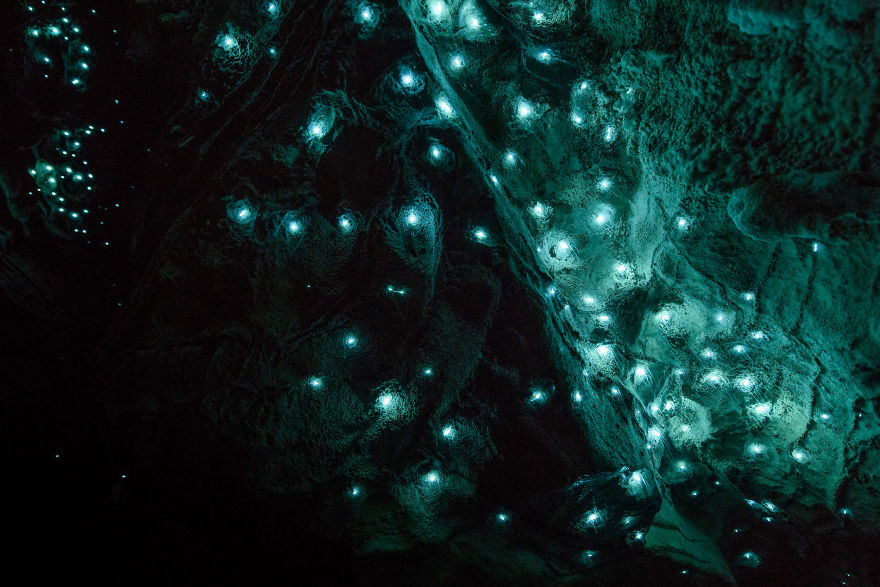 Фотография: Фотограф снял звездное небо из светлячков в новозеландской пещере №10 - BigPicture.ru