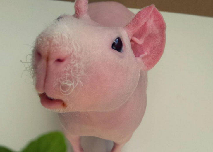 Фотография: Милейший и совершенно голый Людвик — самая популярная морская свинка в Instagram №1 - BigPicture.ru