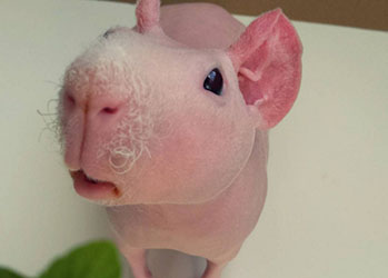 Милейший и совершенно голый Людвик — самая популярная морская свинка в Instagram