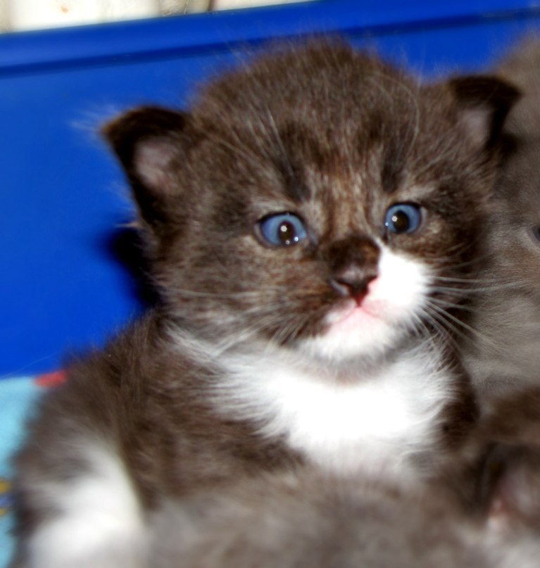 Фотография: Они взяли крошечного котенка мейн-куна — полюбуйтесь, каким он стал через год! №2 - BigPicture.ru