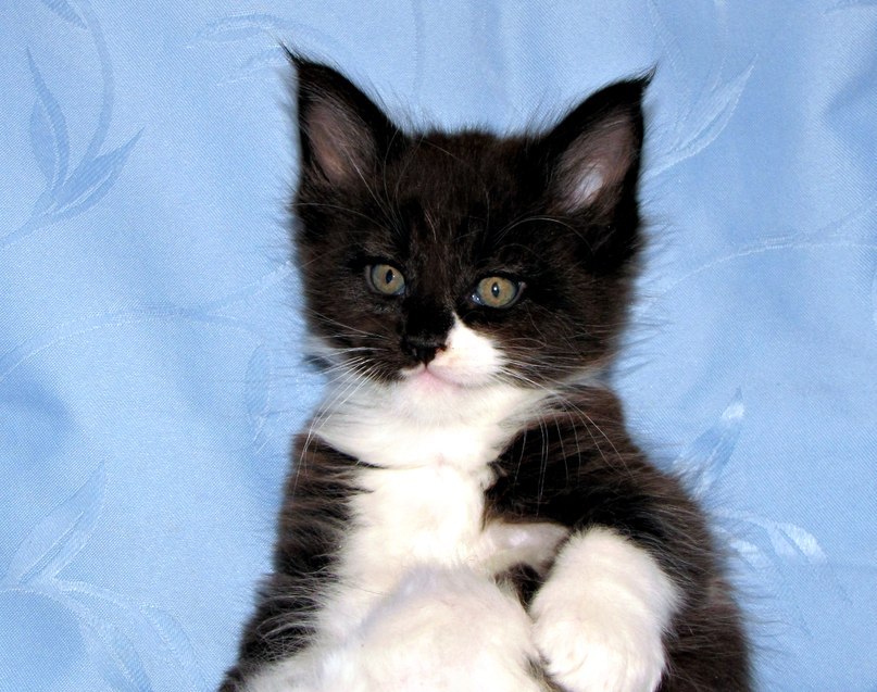 Фотография: Они взяли крошечного котенка мейн-куна — полюбуйтесь, каким он стал через год! №4 - BigPicture.ru