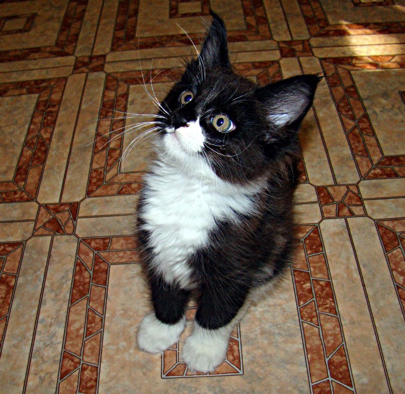 Фотография: Они взяли крошечного котенка мейн-куна — полюбуйтесь, каким он стал через год! №5 - BigPicture.ru