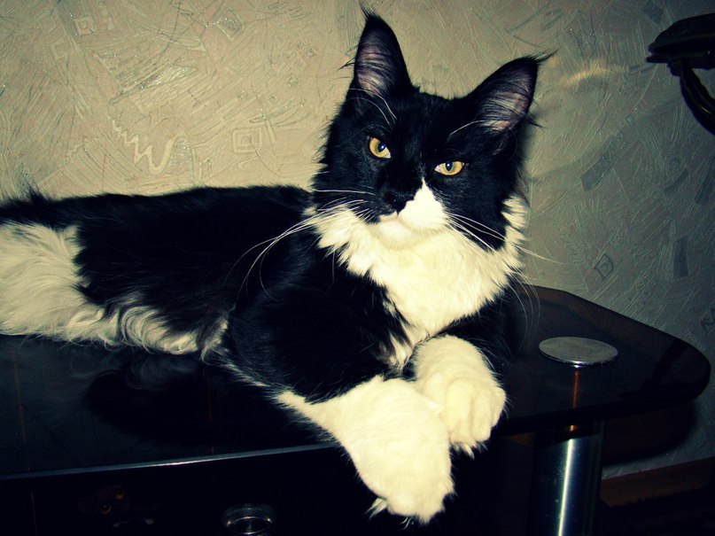Фотография: Они взяли крошечного котенка мейн-куна — полюбуйтесь, каким он стал через год! №6 - BigPicture.ru