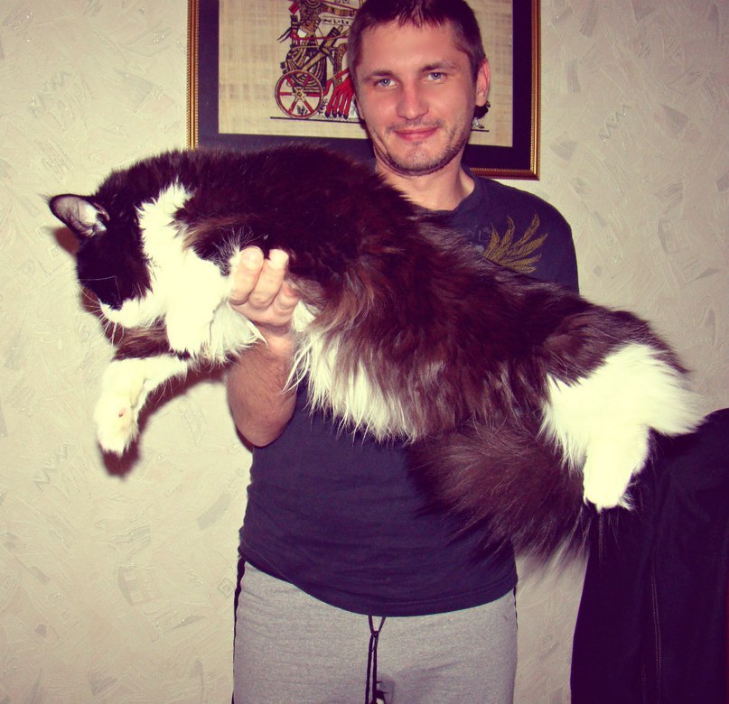 Фотография: Они взяли крошечного котенка мейн-куна — полюбуйтесь, каким он стал через год! №8 - BigPicture.ru