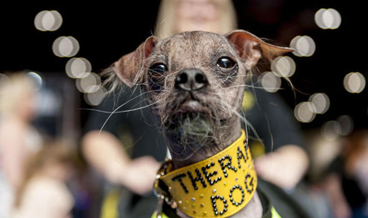 Фотография: Самый уродливый пес в мире признан героем за помощь людям с инвалидностью №1 - BigPicture.ru