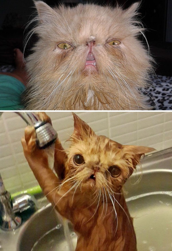 Фотография: Помытые и оскорбленные: 8 котов, принявших ванну №5 - BigPicture.ru