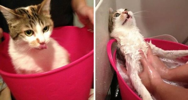 Помытые и оскорбленные — 8 котов, принявших ванну