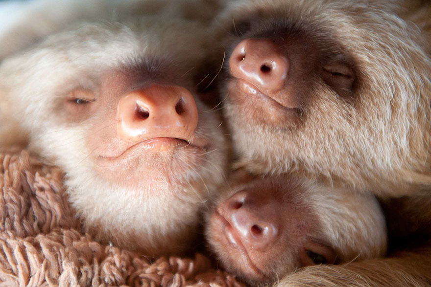 Фотография: Ученые из Коста-Рики заботятся о маленьких ленивцах, заменяя им родных мам №14 - BigPicture.ru