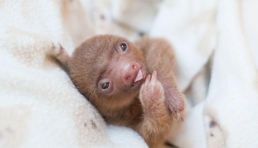 Фотография: Ученые из Коста-Рики заботятся о маленьких ленивцах, заменяя им родных мам №17 - BigPicture.ru