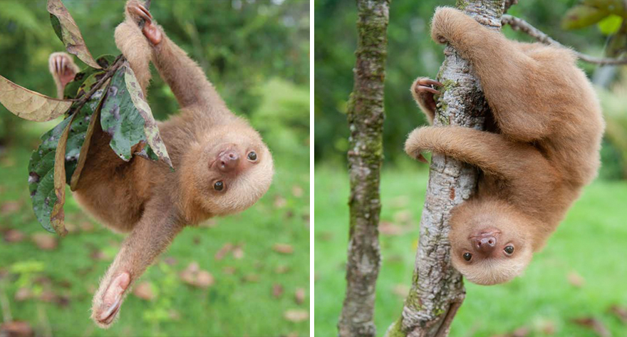 Фотография: Ученые из Коста-Рики заботятся о маленьких ленивцах, заменяя им родных мам №4 - BigPicture.ru