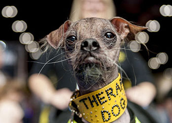 Самый уродливый пес в мире признан героем за помощь людям с инвалидностью