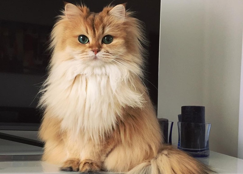 Фотография: Встречайте Смузи — самую фотогеничную кошку на свете №1 - BigPicture.ru