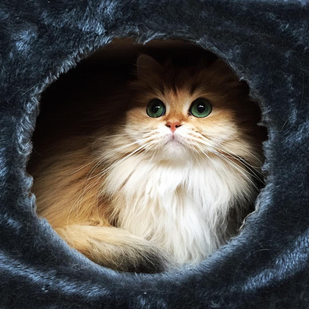 Фотография: Встречайте Смузи — самую фотогеничную кошку на свете №2 - BigPicture.ru