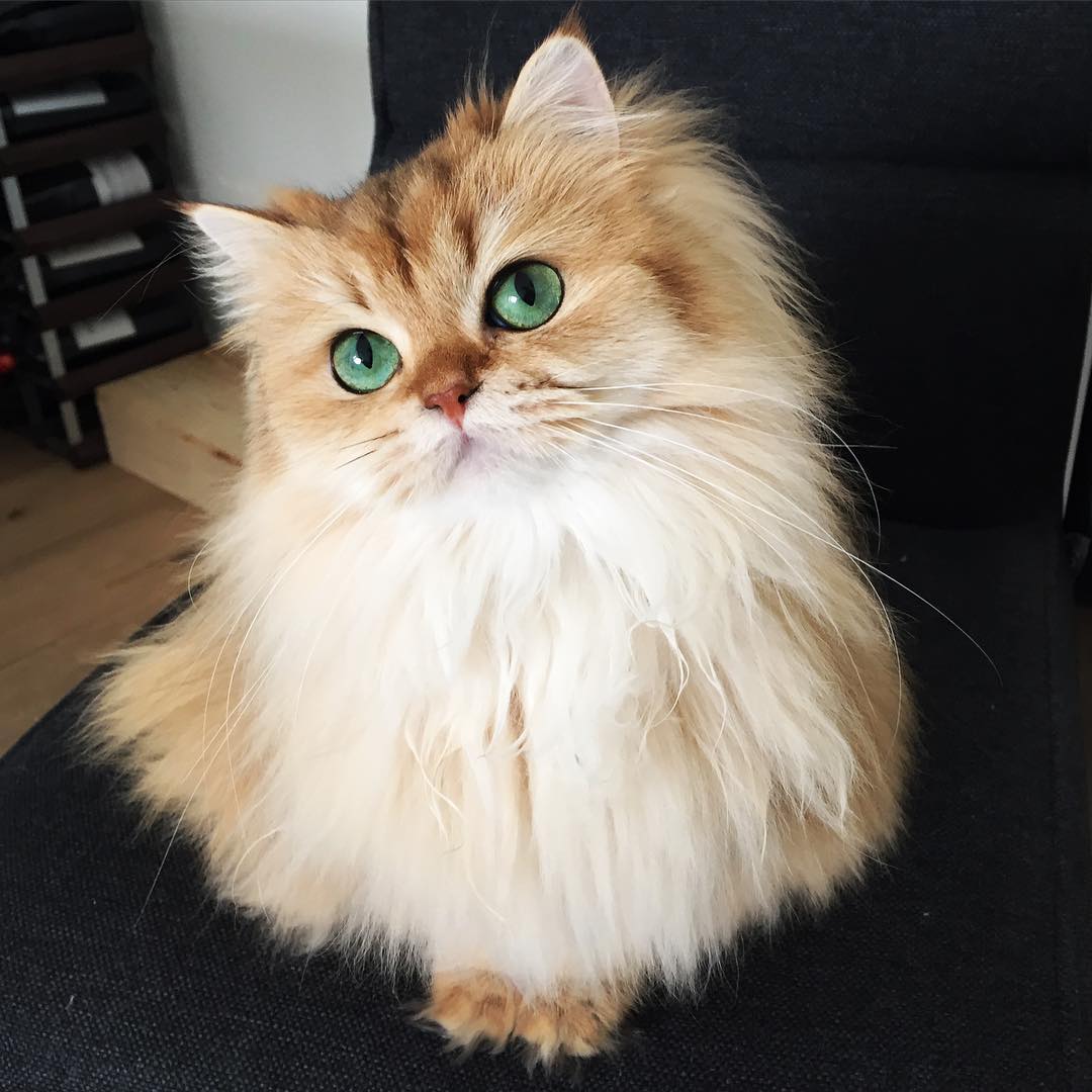 Фотография: Встречайте Смузи — самую фотогеничную кошку на свете №3 - BigPicture.ru