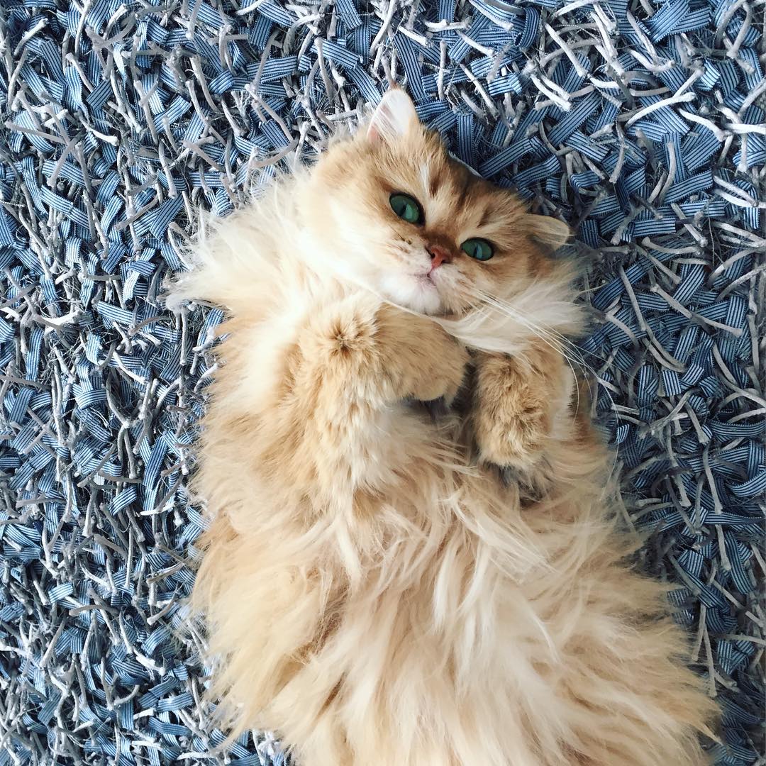 Фотография: Встречайте Смузи — самую фотогеничную кошку на свете №4 - BigPicture.ru