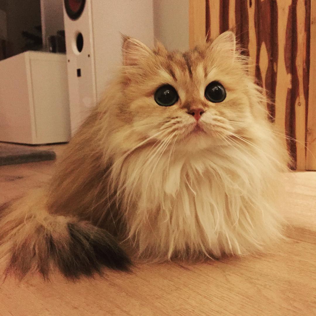 Фотография: Встречайте Смузи — самую фотогеничную кошку на свете №5 - BigPicture.ru