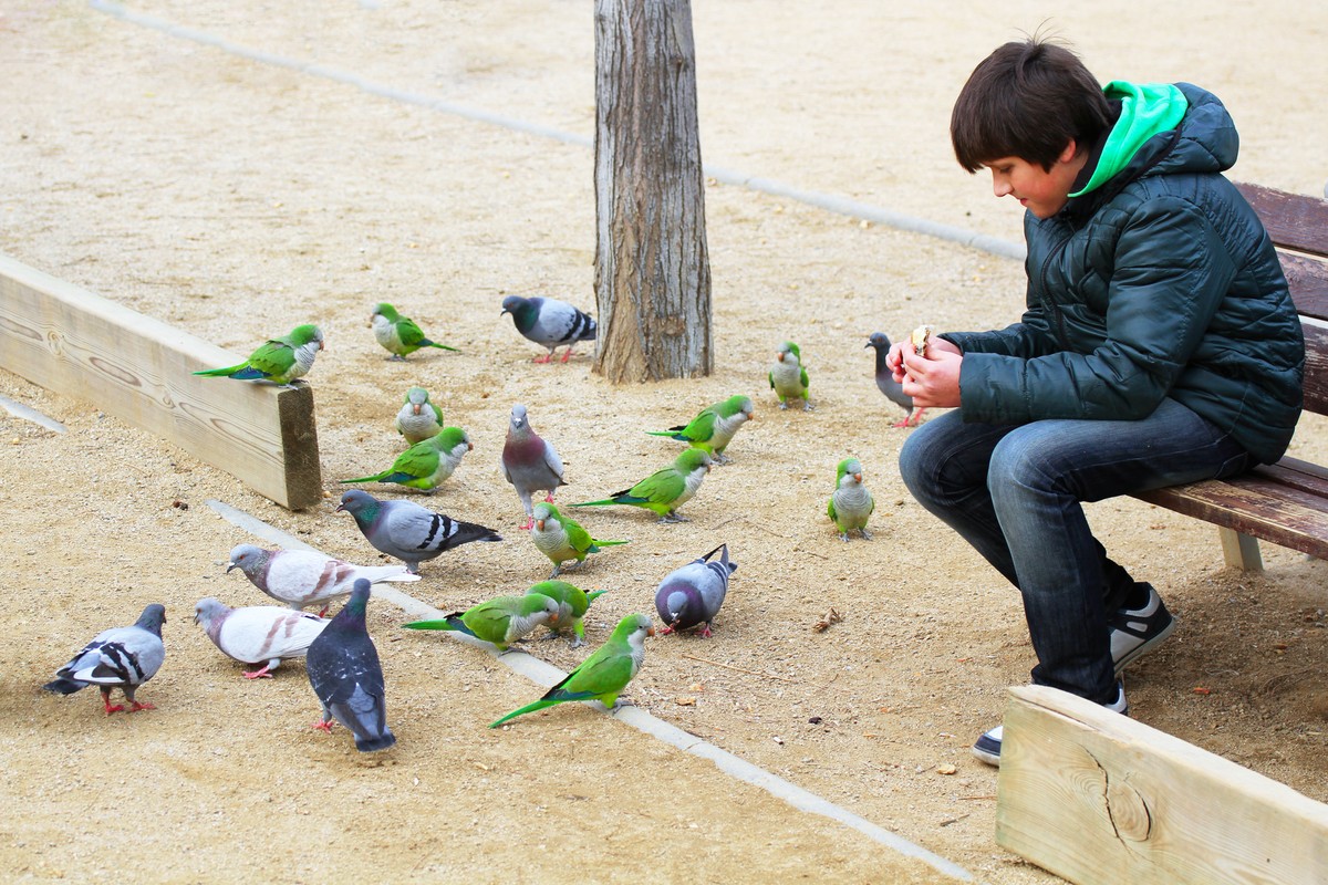 Фотография: 10 мест, где привычных для нас голубей заменяют экзотические животные №6 - BigPicture.ru