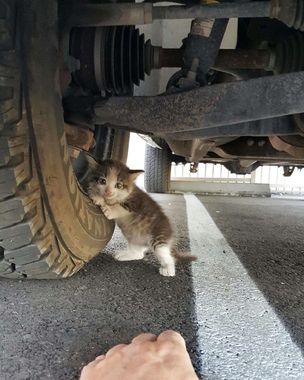 Фотография: Парень нашел напуганного котенка под грузовиком и не смог оставить его там №5 - BigPicture.ru