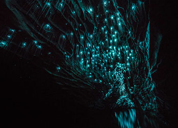 Фотограф снял звездное небо из светлячков в новозеландской пещере