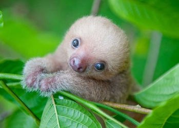 Ученые из Коста-Рики заботятся о маленьких ленивцах, заменяя им родных мам