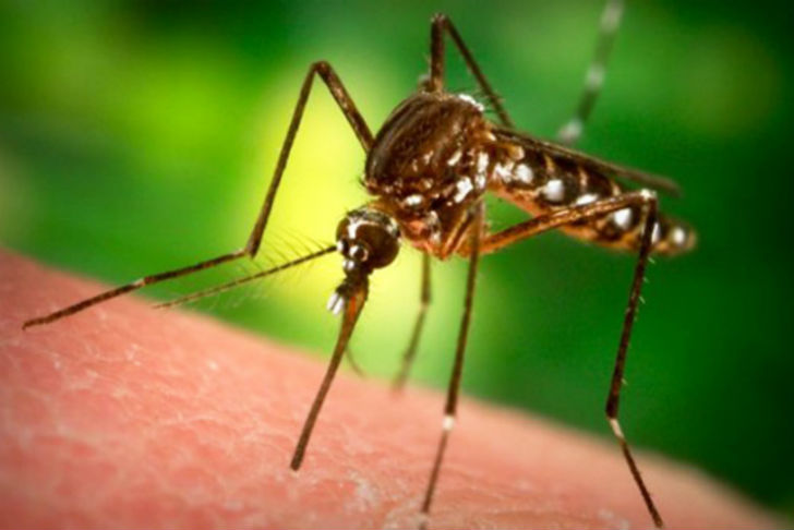 Фотография: 10 убийственных ароматов от комаров №1 - BigPicture.ru