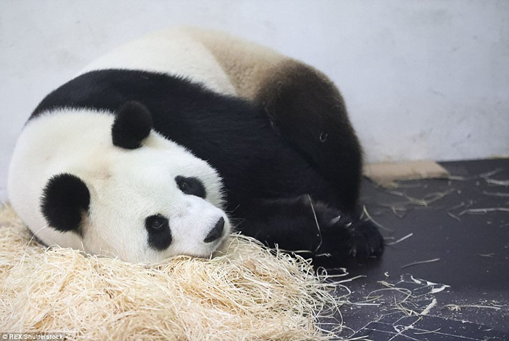 Фотография: Панда Хао Хао родила крохотного детеныша в бельгийском зоопарке №13 - BigPicture.ru