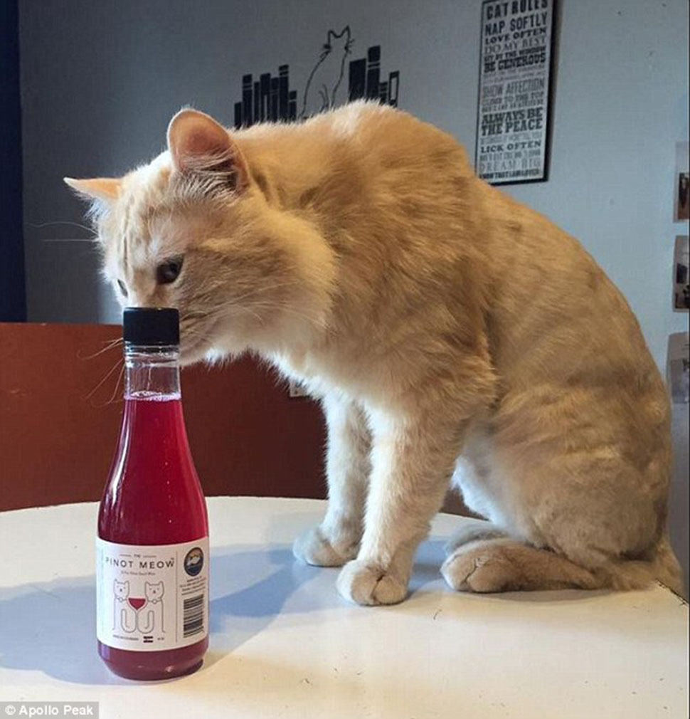 Фотография: Теперь можно чокаться и пить с котом №2 - BigPicture.ru