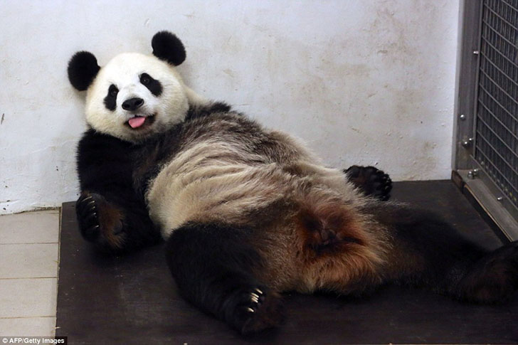 Фотография: Панда Хао Хао родила крохотного детеныша в бельгийском зоопарке №15 - BigPicture.ru