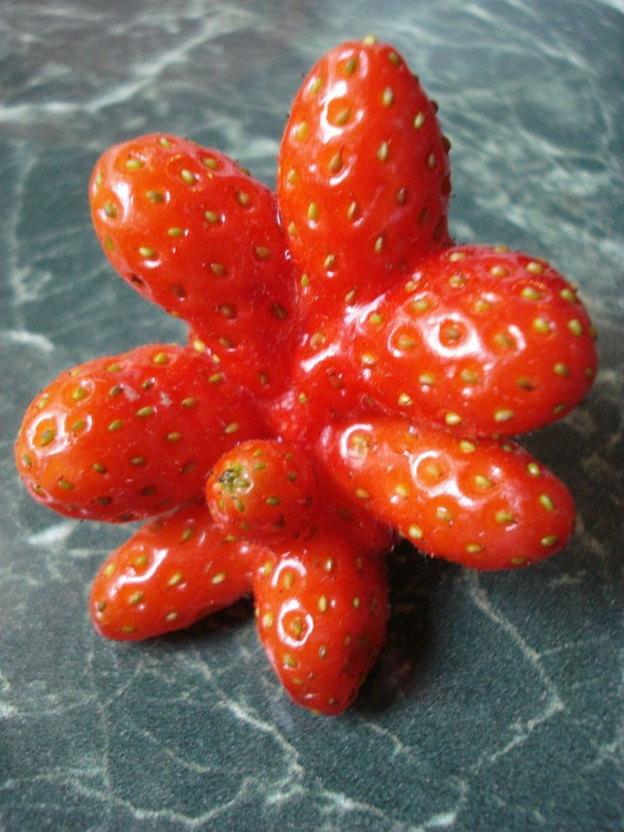Фотография: Что выросло, то выросло: самые неожиданные формы овощей и фруктов №16 - BigPicture.ru